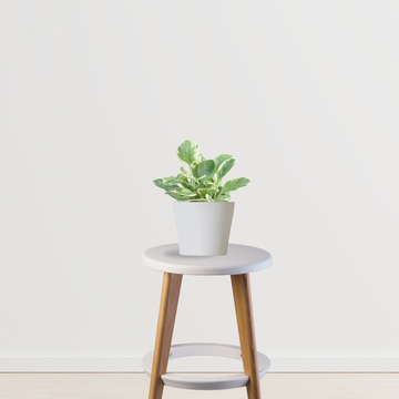 Peperomia variegated indoor plant